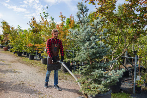 Professional Tree Services in Jeffersonville, OH