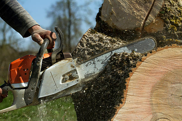 How Our Tree Care Process Works  in  Jeffersonville, OH